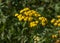 Blooming Tansy Tanacetum vulgare in the field. Yellow flowers of Common Tansy or Bitter Button. Flowering Cow Bitter.