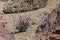 Blooming Teide wallflower Erysimum scoparium, endemic, flowering on lava rock. National Park Teide, Tenerife, Canary Islands.