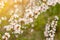 Blooming tender cherry closeup, floral white branch of sakura bush at spring under sunlight