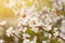 Blooming tender cherry closeup, floral white branch of sakura bush at spring under sunlight