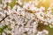 Blooming tender cherry closeup, floral white branch of sakura bush at spring under sunlight