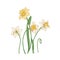 Blooming tender narcissus flowers isolated on white background. Beautiful decorative flowering plant. Natural design