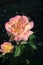 Blooming tender rose on a dark background
