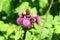 Blooming thistle