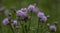 Blooming thistle, consisting of several purple flowers.