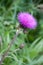 Blooming thistle, emblem of Scotland