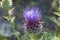 Blooming thistle plant