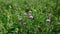 Blooming thistle waving in wind