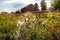 Blooming thistles and other wild plants in backlight