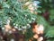 Blooming Thuja tree in in the evening light