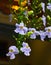 Blooming Thunbergia grandiflora flowers