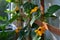 Blooming Thunbergia on wooden trellis on the balcony. Black-eyed Susan vine plant with orange flowers