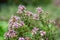 Blooming thyme bush. Culinary and decorative herb