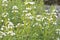 Blooming thyme closeup