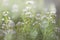 Blooming thyme closeup