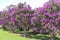 Blooming Tibouchina Urvilleana flowers in Tamborine Mountain National Park, Queensland, Australia