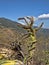 Blooming tilandsie in the valley, central Guatemala