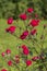 Blooming tiny red roses. Shrub me on a green background