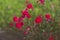 Blooming tiny red roses. Shrub me on a green background