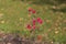 Blooming tiny red roses. Shrub me on a green background