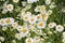 Blooming, tiny white flowers in the field, wild plants, meadow