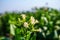 Blooming tobacco plants with leaves. Closeup shot