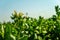 Blooming tobacco plants with leaves. Closeup shot