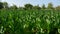 Blooming tobacco plants with leaves. Green leaf tobacco. Tobacco big leaf crops growing in tobacco plantation field.