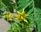 Blooming tomato flowers at spring sun
