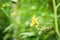 Blooming tomatoes plant in the garden