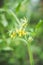 Blooming tomatoes plant in the garden