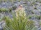 Blooming Torrey Yucca Plant aka Spanish Dagger