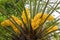Blooming of Trachycarpus. Yellow flowers of windmill palm