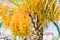 Blooming of Trachycarpus. Yellow flowers on windmill palm tree