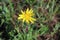 Blooming Tragopogon pratensis in the meadow, common names meadow salsify, showy goat`s-beard or meadow goat`s-beard is a