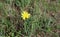 Blooming Tragopogon pratensis in the meadow, common names meadow salsify, showy goat`s-beard or meadow goat`s-beard is a