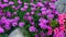 Blooming Trailing Ice Plant between rocks at the garden