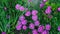 Blooming Trailing Ice Plant between rocks at the garden