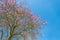 Blooming tree below a blue sky in spring