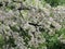 Blooming tree of  black locust
