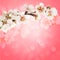 Blooming tree branch with pink flowers on bokeh background. Vector illustration