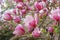 Blooming tree branch with pink Magnolia soulangeana flowers outdoors