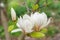 Blooming tree branch with white Magnolia soulangeana flowers outdoors