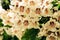 Blooming tree Catalpa bignonioides. Lush blossoming panicles of white flowers of cigartree or Indian-bean-tree