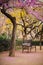 Blooming tree and lonely bench at Guell park in Barcelona