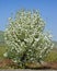 Blooming tree in the middle of the road in Golan Heights