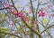 Blooming tree with pink flowers Israel.