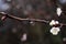 Blooming tree after rain close-up. cherry blossoms in spring