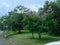 Blooming tree by road floral panorama lawn around