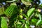 Blooming tree in sunny day with small fruit and carved leaf. Summer tree with buds and green leaf